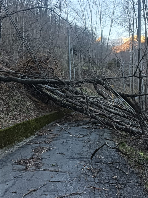 Avviso taglio piante pericolose